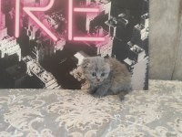 Gri Ve Beyaz Scottish Fold Bebekler