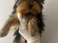 Safkan Yorkshire Terrier Köpekler