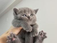 Dişi British Shorthair