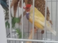 Acil yumurtalı cennet papağanı