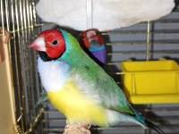 Yavru alınmış gökkuşağı ispinozları