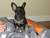 Sıfır Numara Pinscher Yavrularımız