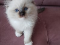 45 Günlük Orjinal Ragdoll Yavruları