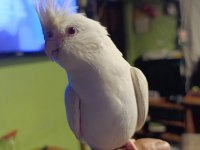 Satılık eşli takım sultan papağanı