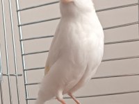 10 Aylık Erkek Ötümde Kanarya