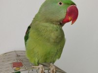 8-9 Aylık Erkek Alexander Tekirdağ İçi Elden Teslim