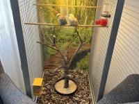 1 Yaşını Tamamlamış Sevda Papağanı