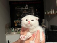 Böyle Scottish Fold Güzeli Daha Önce Görülmedi