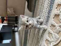 Golden British Shorthair Yavrular