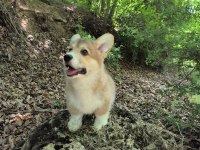 Wels Corgi Pembroke