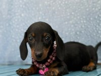 Safkan Dachshund Yavrularımız