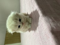 Sahiplerini bekleyen scottish fold yavrular