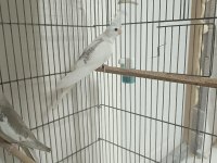 Zincir Desen Heavy Sultan Papağanı