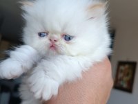 Safkan Şecereli İran Kedisi Bebekler