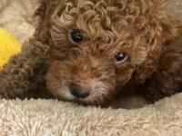 2 aylık sevimli toy poodle
