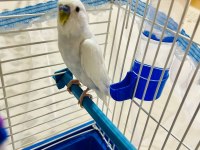 Hazır Eş Yavru Garantili Muhabbet Kuşları