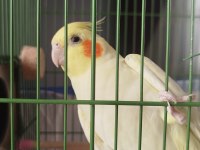 Sultan Papağanımı Takas Yapmak İstiyorum