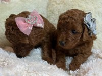 Toy Poodle Yavruları