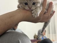 20 günlük kedilerimiz anne scottish baba british