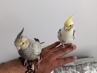 Ele alışkın ısırma bilmezler evcil çok güzel çift sultan papağanı