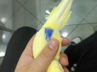 Fenerbahçelilere özel muhabbet kuşu