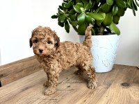 Aileden red toy poodle dişi çok uyguna aşılı