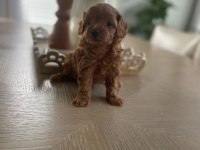 0 Boy Aileden Maltipoo Yavruları