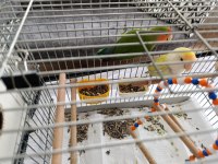 Çift Sevda Papağanı Kafes Vs Dahil