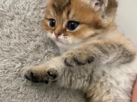 Yavru Golden British Shorthair