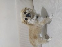 Lili 1 Yaşında Pekinez