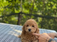 En Microsu A Kalite Maltipoo