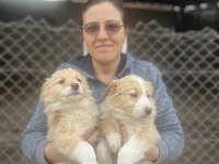 Safkan Border Collie Irk Garantili Yavru Köpekler