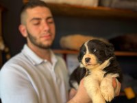 Akıllı ve sevecen border collie yavrular ilanda