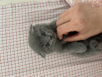 British Scottish Kedimiz