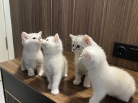 A Kalite British Shorthair Bebeklerim