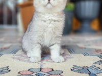 Acil Safkan British Shorthair Oğlumuz