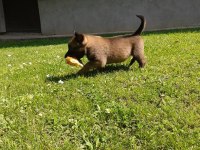 Belçika Malinois Yavrusu