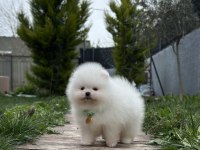 Muhteşem Pomeranian Yavrularımız