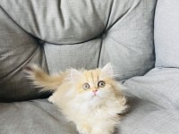 British Longhair Golden Ny11