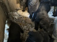 Solid Black Alman Kurdu Sahibinden