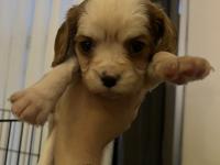 Safkan Cavalier King Charles Yavruları