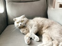 16 aylık dişi scottish fold ücretsiz