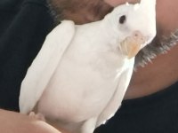 Ele alışık konuşturmalık yada damızlık sultan yavrusu