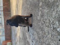 Koyu Renk Malinois Köpekler