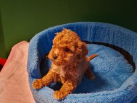 Mükemmel Maltipoo Yavrularımız