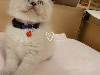 Leo Sahibini Arıyor Scottish Fold