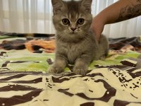 Minik gri bulut- 3 aylık dişi british shorthair