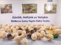 Bıldırcın yumurta civciv ve anaç