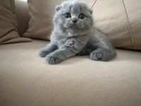 British Ve Scottish Yavru Kedilerimiz