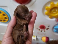 Orijinal kore tea cup poodle yavrular